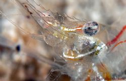 Shrimp eye full frame, taken with the 'Hubble' array on t... by Dr Bob Whorton 